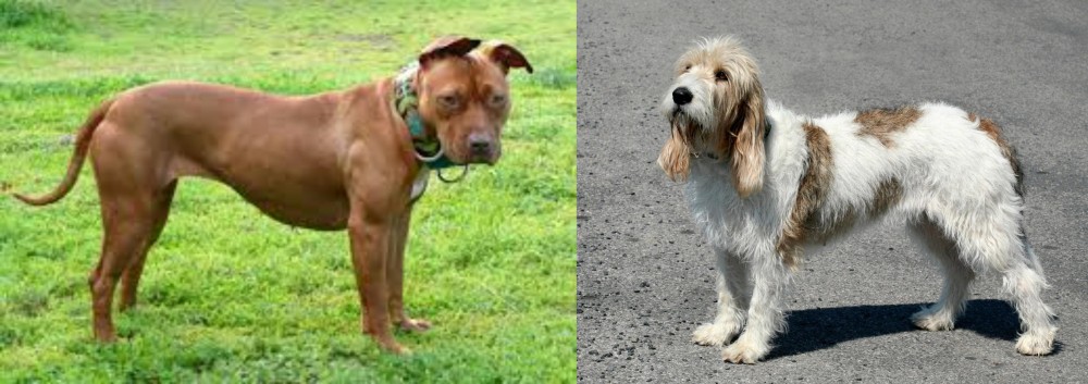 Grand Basset Griffon Vendeen vs American Pit Bull Terrier - Breed Comparison