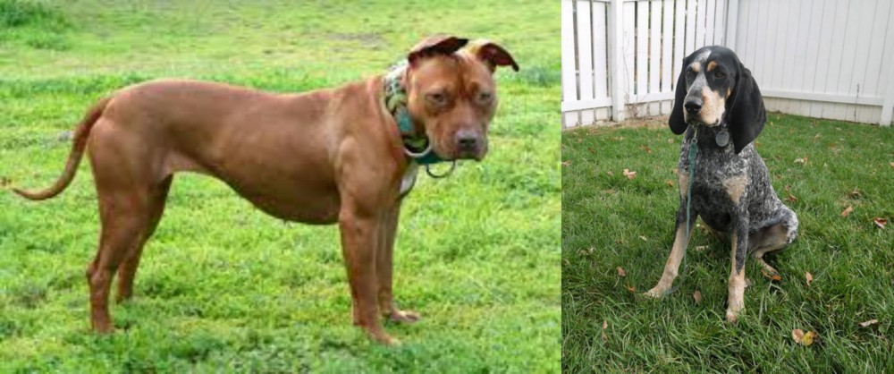 Grand Bleu de Gascogne vs American Pit Bull Terrier - Breed Comparison