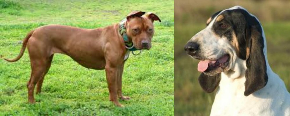 Grand Gascon Saintongeois vs American Pit Bull Terrier - Breed Comparison