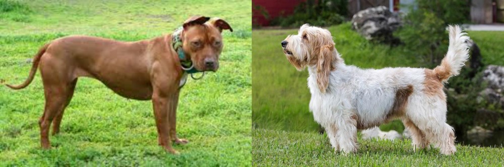Grand Griffon Vendeen vs American Pit Bull Terrier - Breed Comparison
