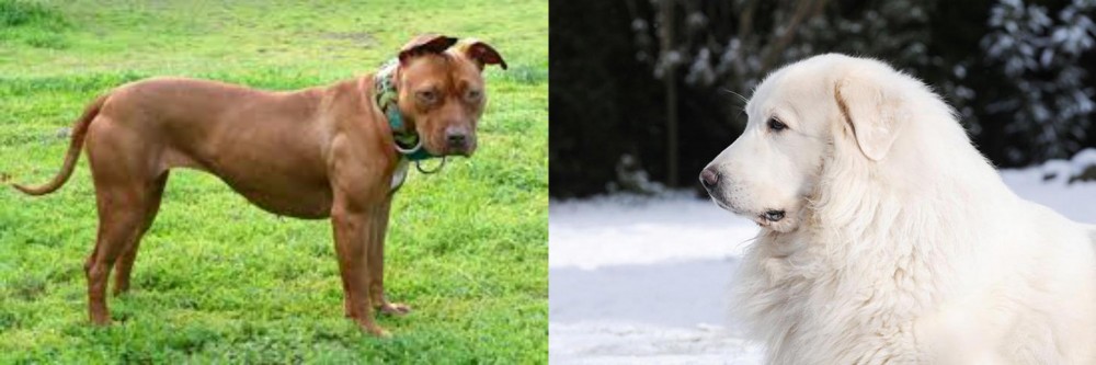 Great Pyrenees vs American Pit Bull Terrier - Breed Comparison