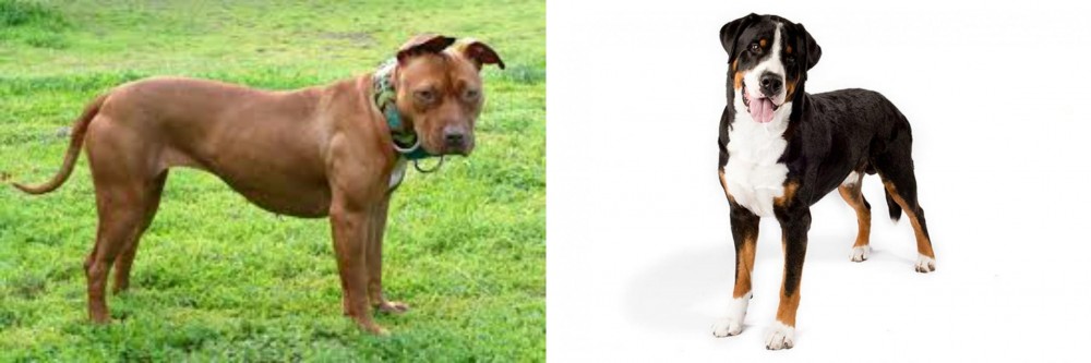 Greater Swiss Mountain Dog vs American Pit Bull Terrier - Breed Comparison