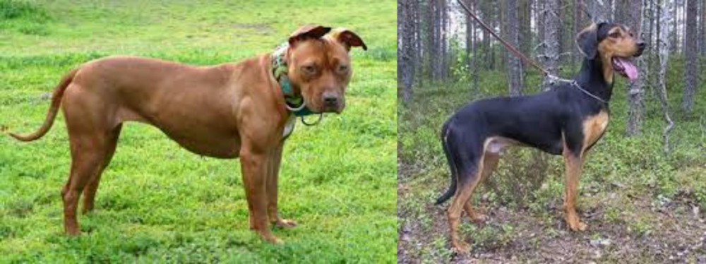 Greek Harehound vs American Pit Bull Terrier - Breed Comparison