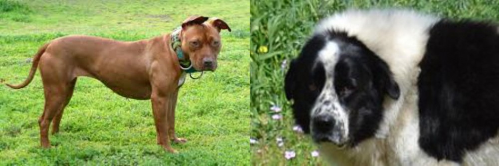 Greek Sheepdog vs American Pit Bull Terrier - Breed Comparison