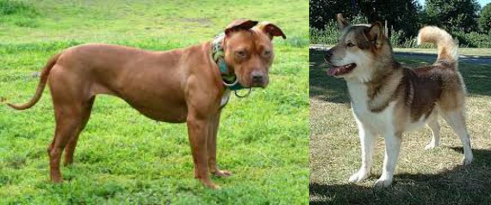 Greenland Dog vs American Pit Bull Terrier - Breed Comparison