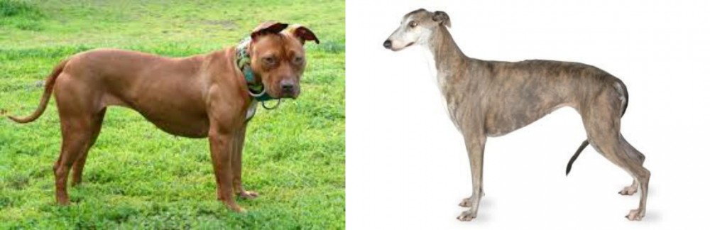 Greyhound vs American Pit Bull Terrier - Breed Comparison