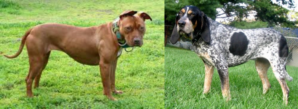 Griffon Bleu de Gascogne vs American Pit Bull Terrier - Breed Comparison
