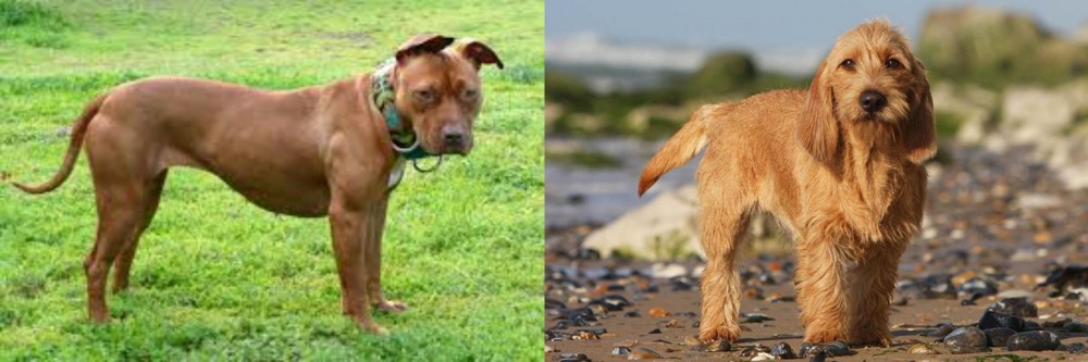 Griffon Fauve de Bretagne vs American Pit Bull Terrier - Breed Comparison