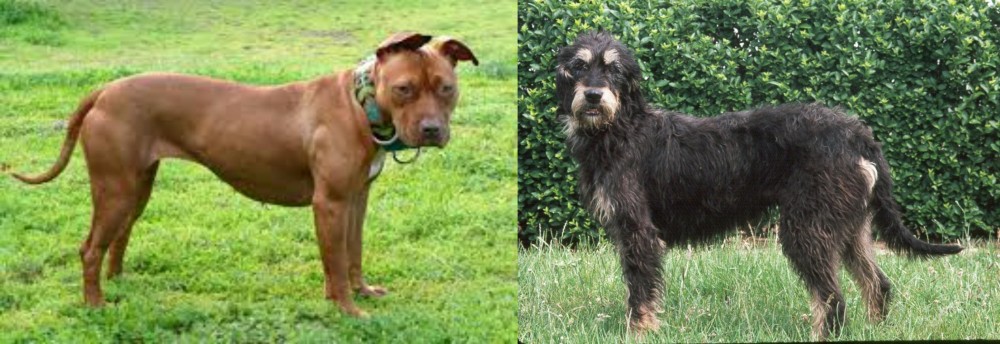 Griffon Nivernais vs American Pit Bull Terrier - Breed Comparison