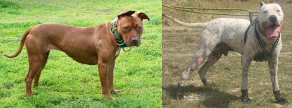 Gull Dong vs American Pit Bull Terrier - Breed Comparison