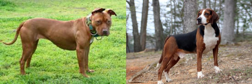 Hamiltonstovare vs American Pit Bull Terrier - Breed Comparison
