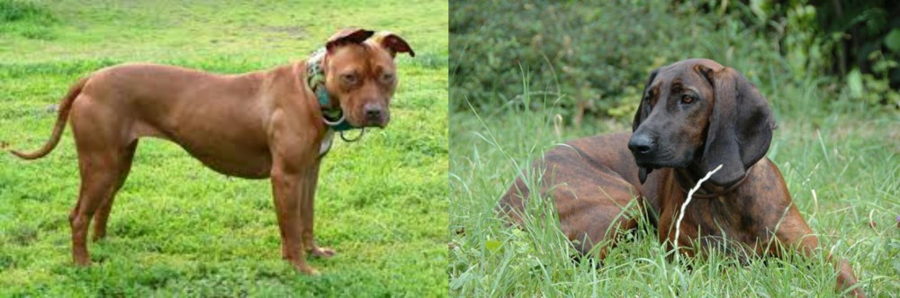 Hanover Hound vs American Pit Bull Terrier - Breed Comparison