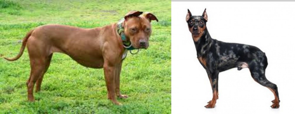 Harlequin Pinscher vs American Pit Bull Terrier - Breed Comparison