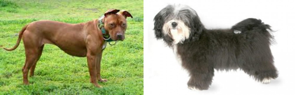 Havanese vs American Pit Bull Terrier - Breed Comparison