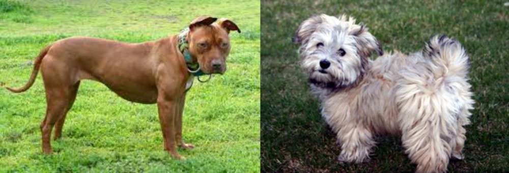 Havapoo vs American Pit Bull Terrier - Breed Comparison