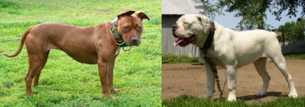 Hermes Bulldogge vs American Pit Bull Terrier - Breed Comparison