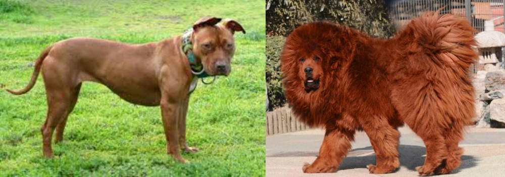 Himalayan Mastiff vs American Pit Bull Terrier - Breed Comparison