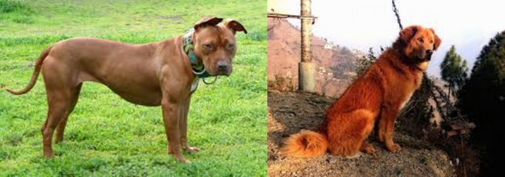 Himalayan Sheepdog vs American Pit Bull Terrier - Breed Comparison