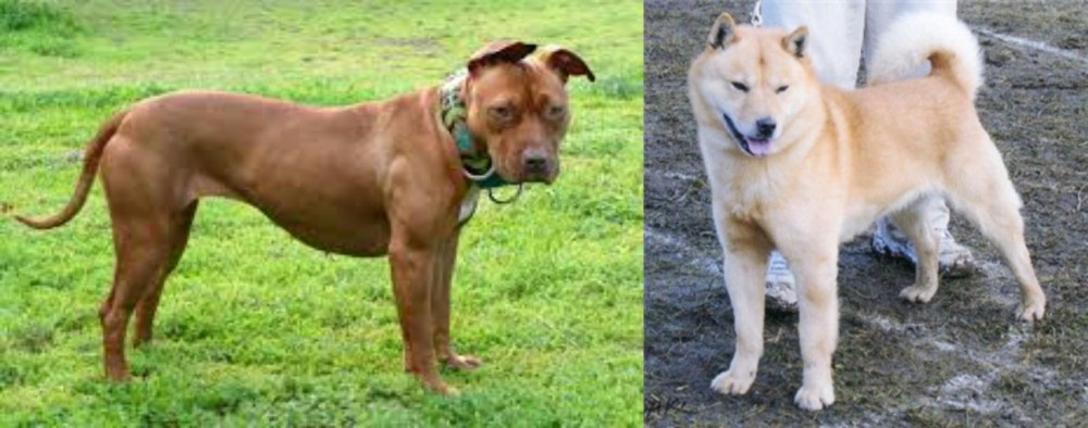 Hokkaido vs American Pit Bull Terrier - Breed Comparison