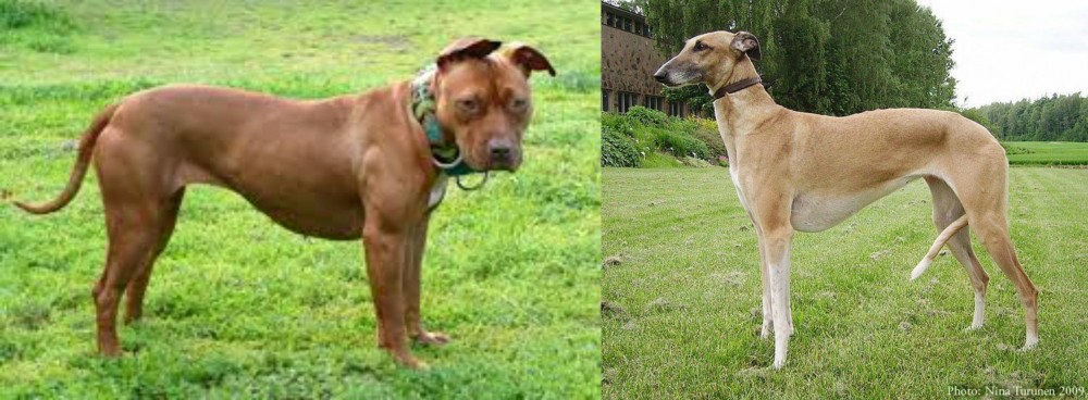 Hortaya Borzaya vs American Pit Bull Terrier - Breed Comparison