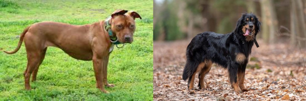 Hovawart vs American Pit Bull Terrier - Breed Comparison
