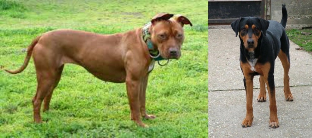 Hungarian Hound vs American Pit Bull Terrier - Breed Comparison
