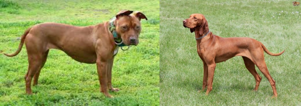 Hungarian Vizsla vs American Pit Bull Terrier - Breed Comparison
