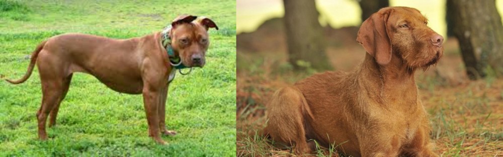 Hungarian Wirehaired Vizsla vs American Pit Bull Terrier - Breed Comparison