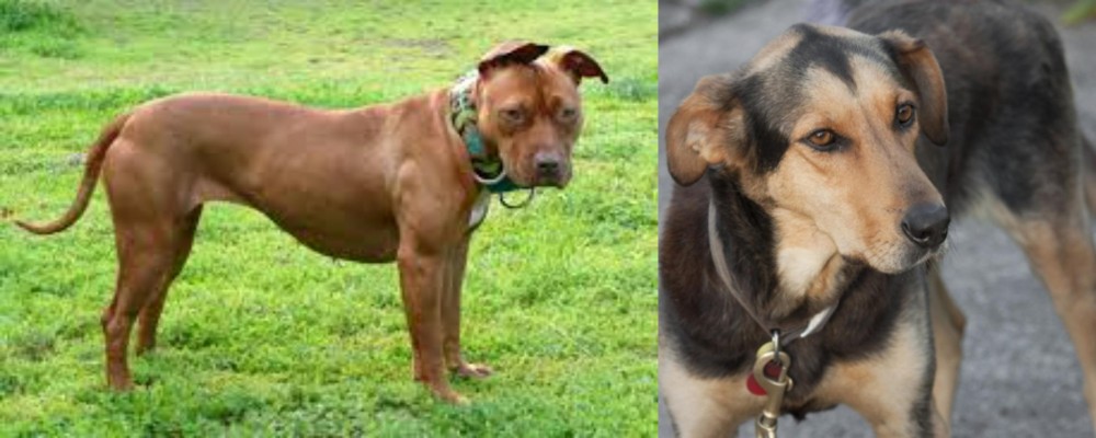 Huntaway vs American Pit Bull Terrier - Breed Comparison