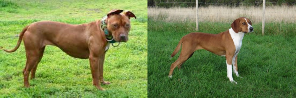 Hygenhund vs American Pit Bull Terrier - Breed Comparison