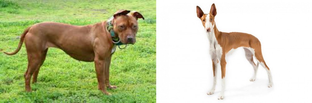 Ibizan Hound vs American Pit Bull Terrier - Breed Comparison