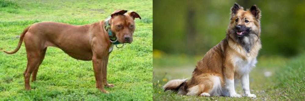 Icelandic Sheepdog vs American Pit Bull Terrier - Breed Comparison