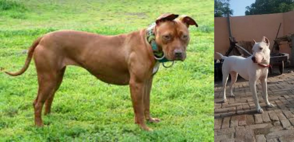 Indian Bull Terrier vs American Pit Bull Terrier - Breed Comparison