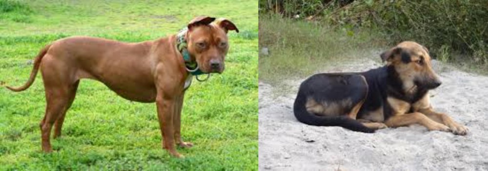 Indian Pariah Dog vs American Pit Bull Terrier - Breed Comparison