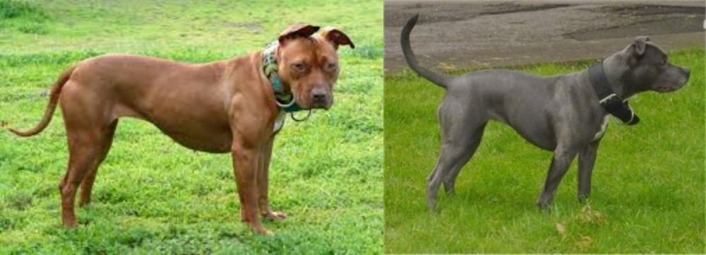 Irish Bull Terrier vs American Pit Bull Terrier - Breed Comparison