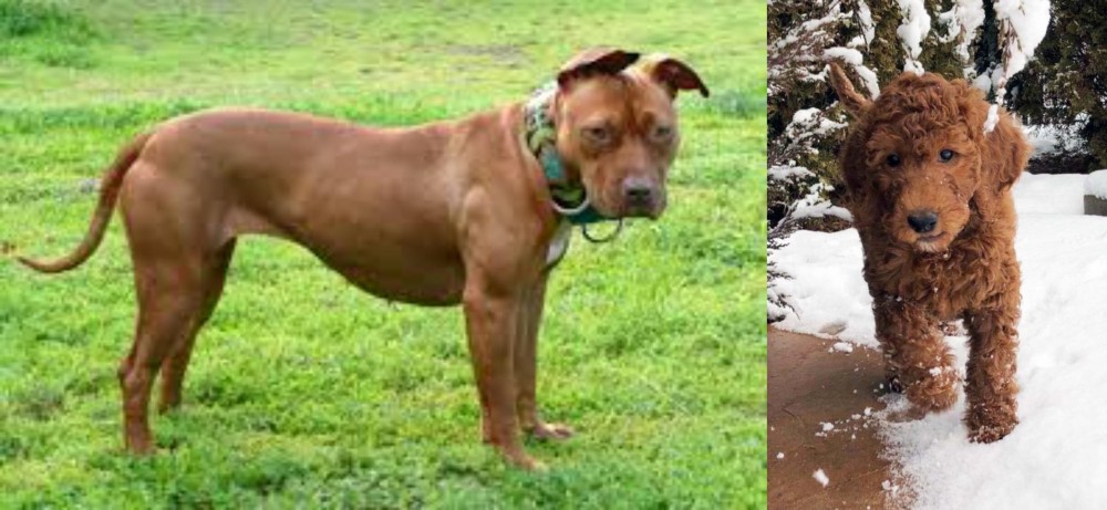 Irish Doodles vs American Pit Bull Terrier - Breed Comparison