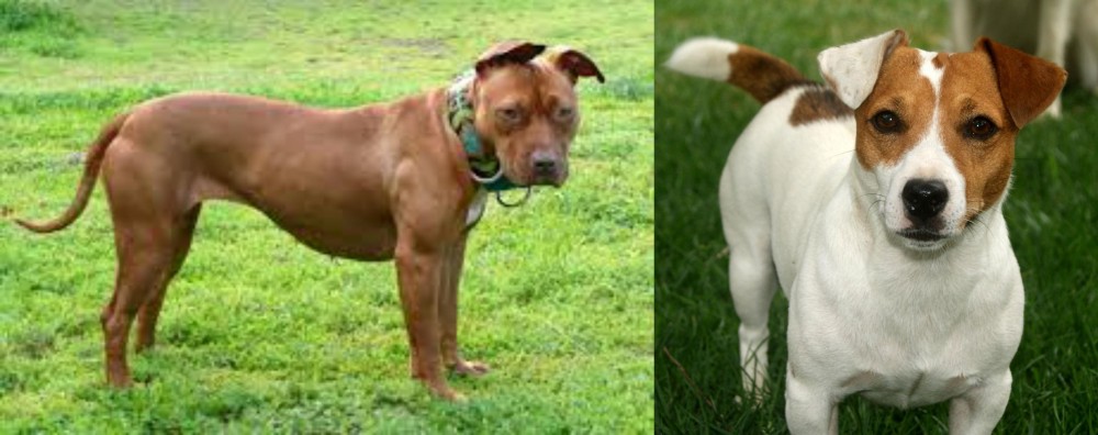 Irish Jack Russell vs American Pit Bull Terrier - Breed Comparison