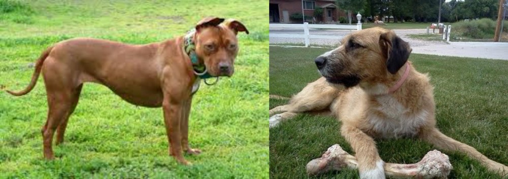 Irish Mastiff Hound vs American Pit Bull Terrier - Breed Comparison