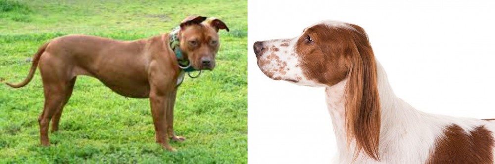 Irish Red and White Setter vs American Pit Bull Terrier - Breed Comparison