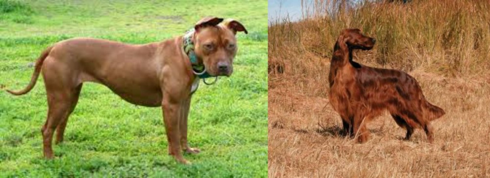 Irish Setter vs American Pit Bull Terrier - Breed Comparison