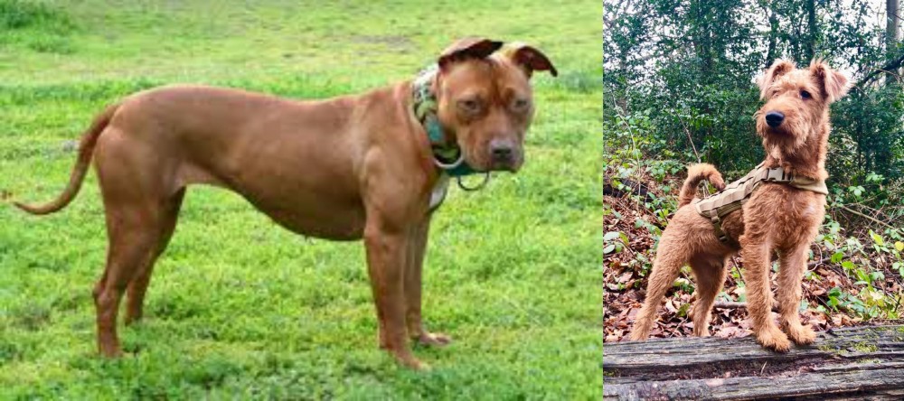 Irish Terrier vs American Pit Bull Terrier - Breed Comparison