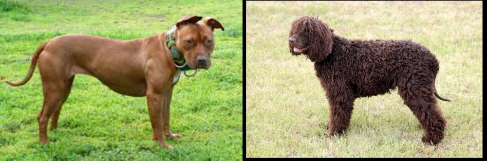 Irish Water Spaniel vs American Pit Bull Terrier - Breed Comparison