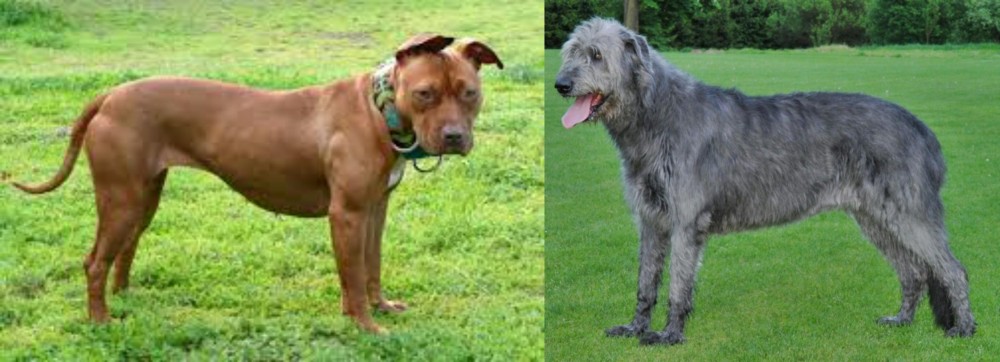Irish Wolfhound vs American Pit Bull Terrier - Breed Comparison