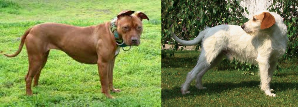 Istarski Ostrodlaki Gonic vs American Pit Bull Terrier - Breed Comparison