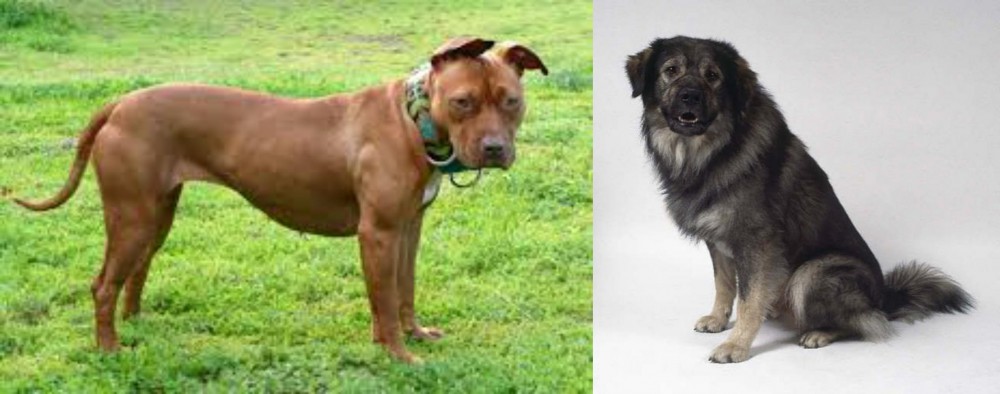 Istrian Sheepdog vs American Pit Bull Terrier - Breed Comparison