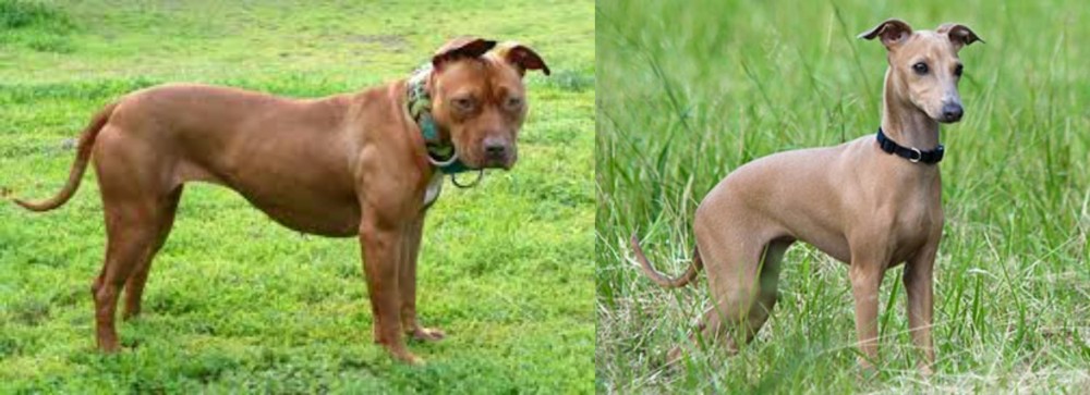 Italian Greyhound vs American Pit Bull Terrier - Breed Comparison
