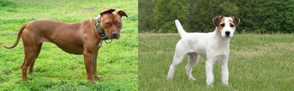 Jack Russell Terrier vs American Pit Bull Terrier - Breed Comparison