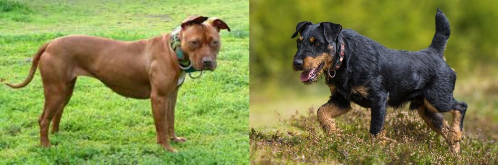 Jagdterrier vs American Pit Bull Terrier - Breed Comparison