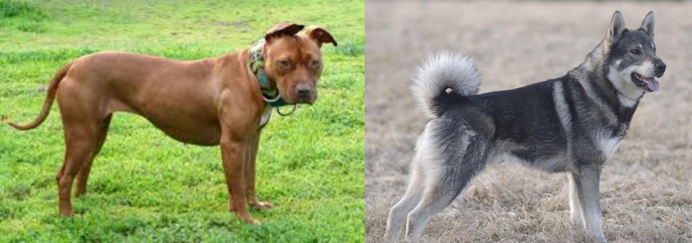 Jamthund vs American Pit Bull Terrier - Breed Comparison