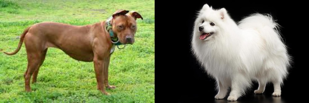 Japanese Spitz vs American Pit Bull Terrier - Breed Comparison